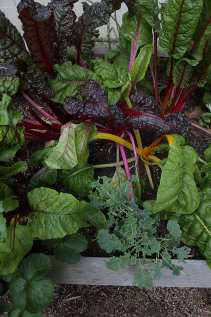 FormLA2015_Wolf_Blooms_Edible_RainbowChard