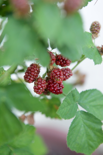 FormLA2015_Wolf_Blooms_Edibles_Raspberries?