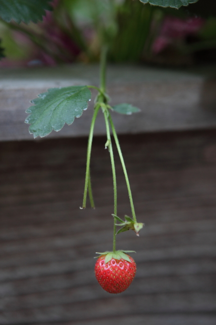 FormLA2015_Wolf_Blooms_Edibles_SingleStrawberry