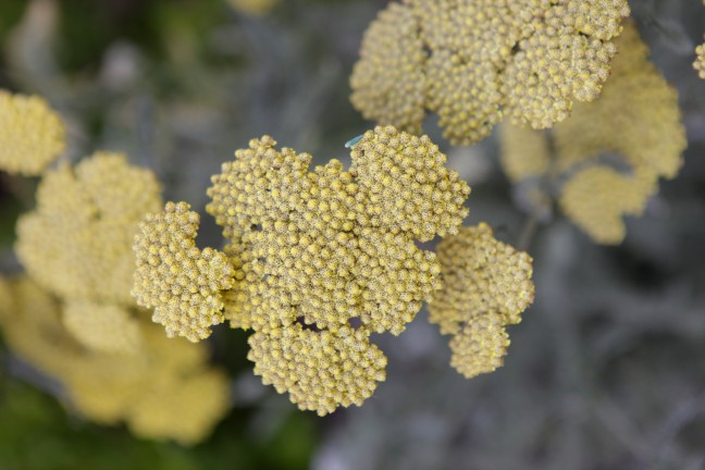 Yarrow