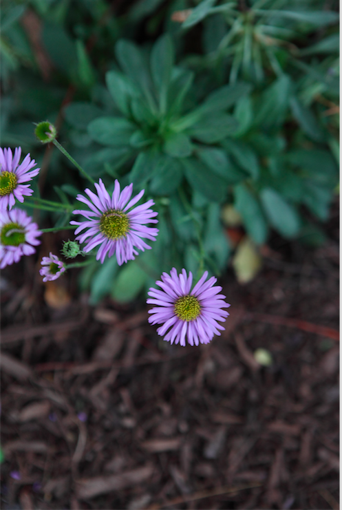 Coast Daisy