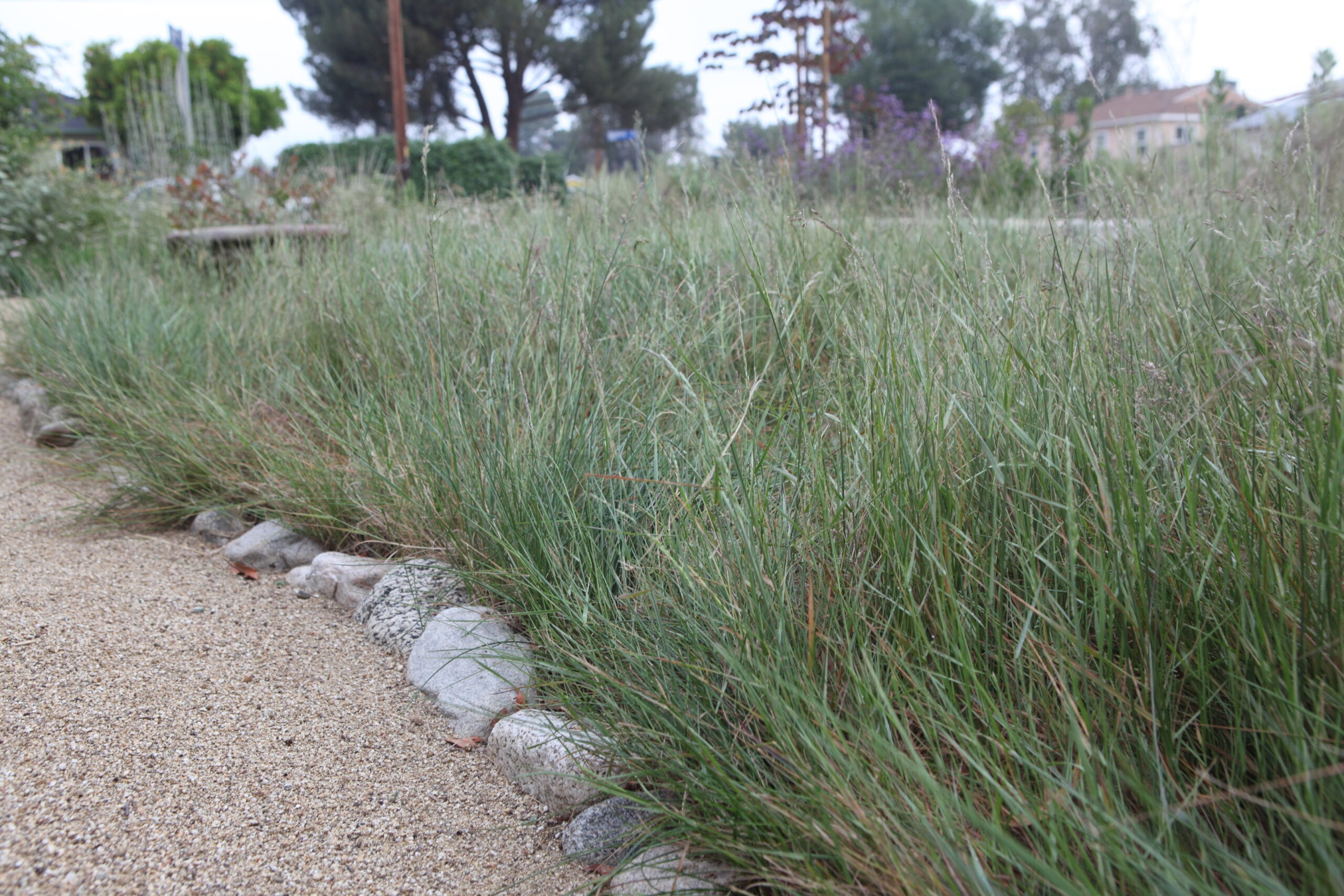 FormLA2016_Blooms_Woods_DryGrass&DGpath