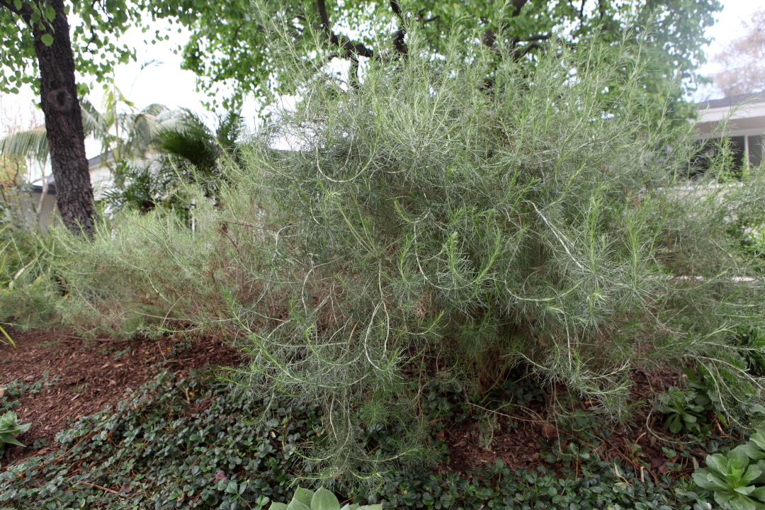 California sagebrush, Artemisia californica