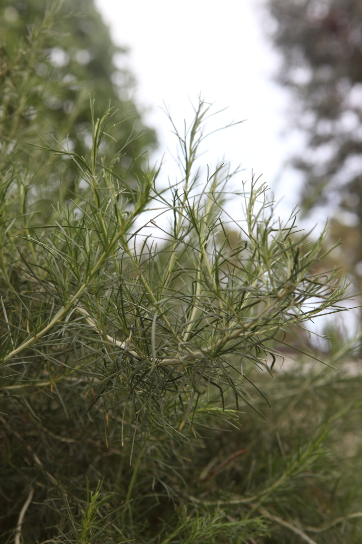 California sagebrush, Artemisia californica