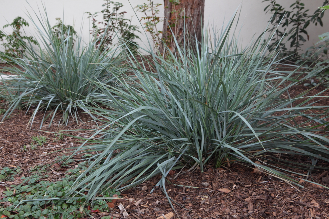 Giant Rye Grass, Elymus condensatus ‘Canyon Prince