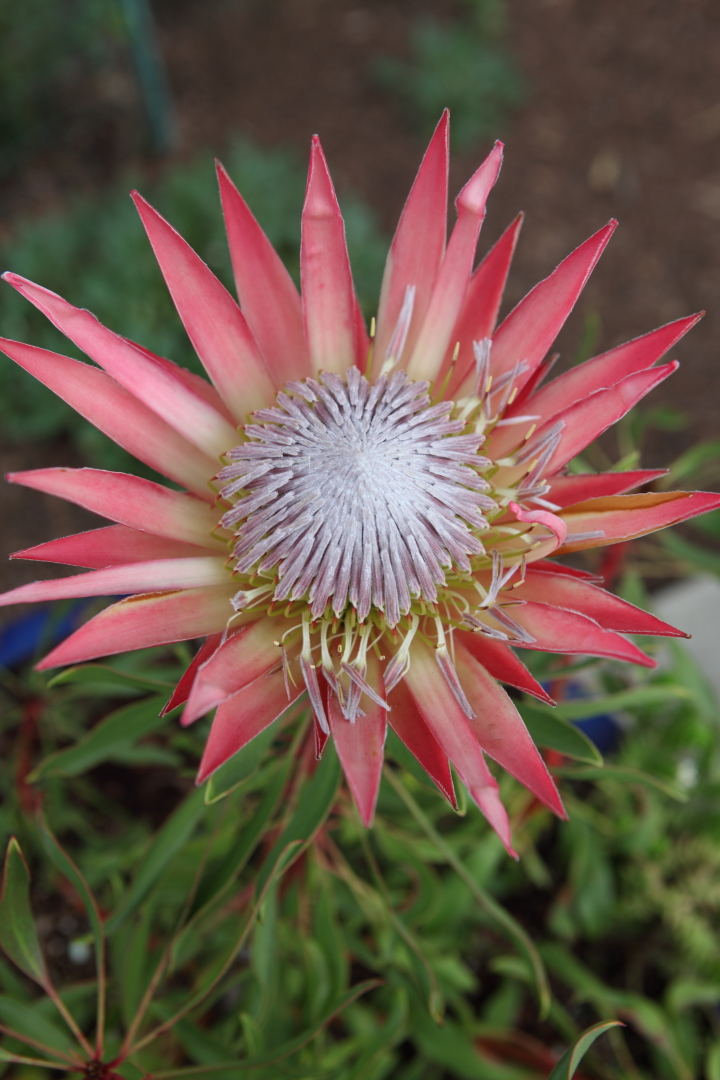 Contained King Protea