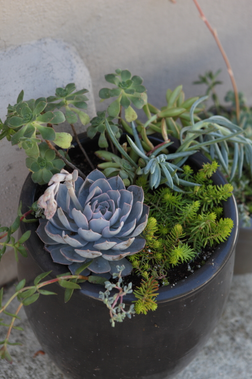 FormLA2016_Carlson_Blooms_PurpleEcheveria