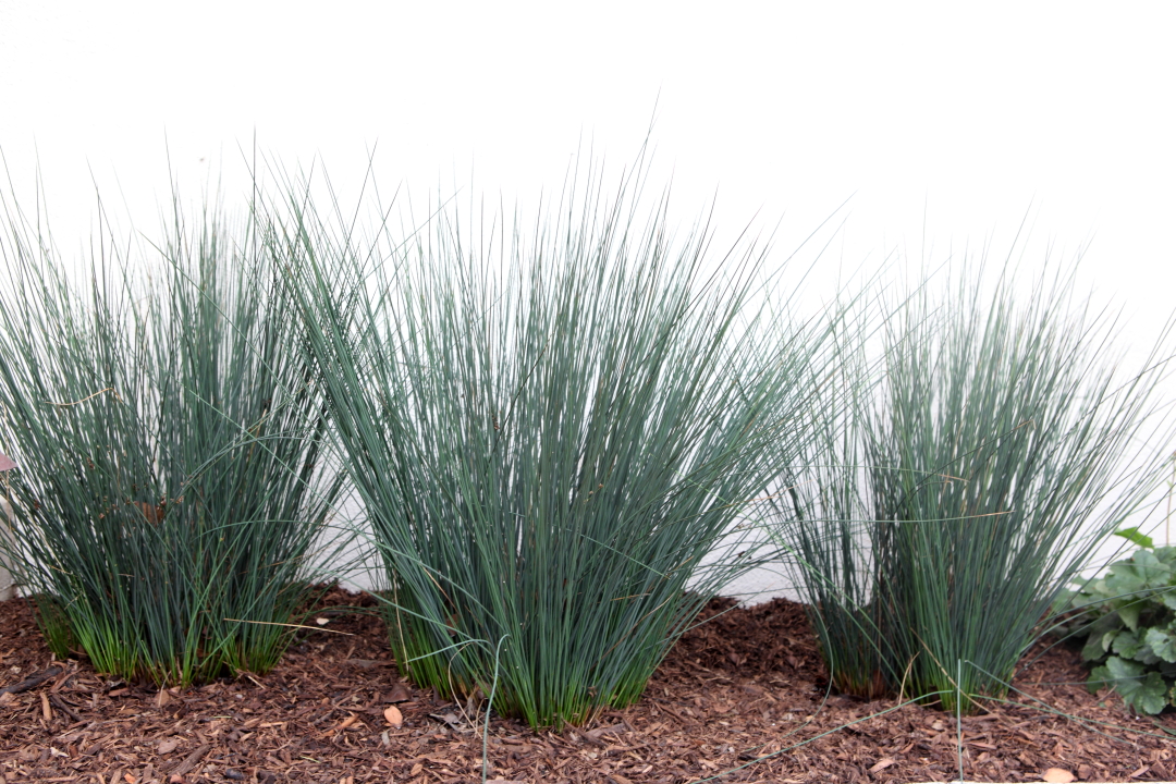 Junius Patens `Elk Blue’