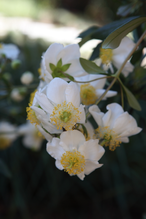 Carpenteria californica