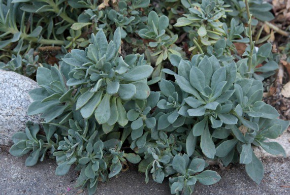 Rock Purslane