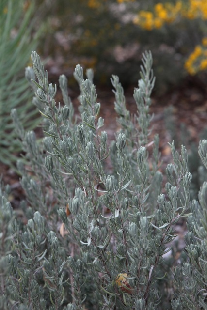 Spanish Lavender Foliage