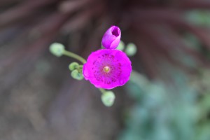 FormLA2016_Fimbres_Bloom_RockPurslane