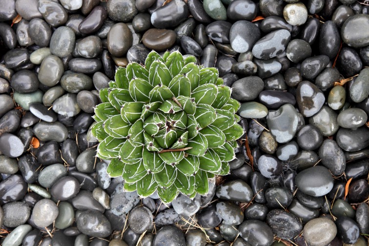 Agave Victoria Reginae