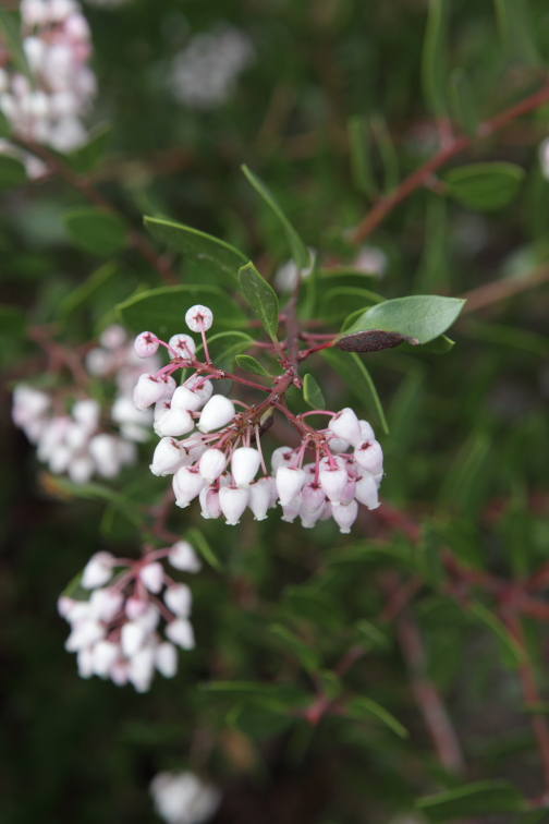 FormLA2016_Fimbres_Blooms_Manzanita