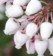 FormLA2016_Fimbres_Blooms_Manzanita