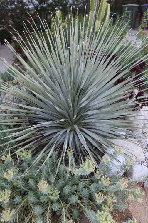 Chaparral Yucca, Hesperoyucca whipplei