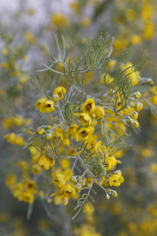 FormLA2016_Hamlin_Blooms_Cassia