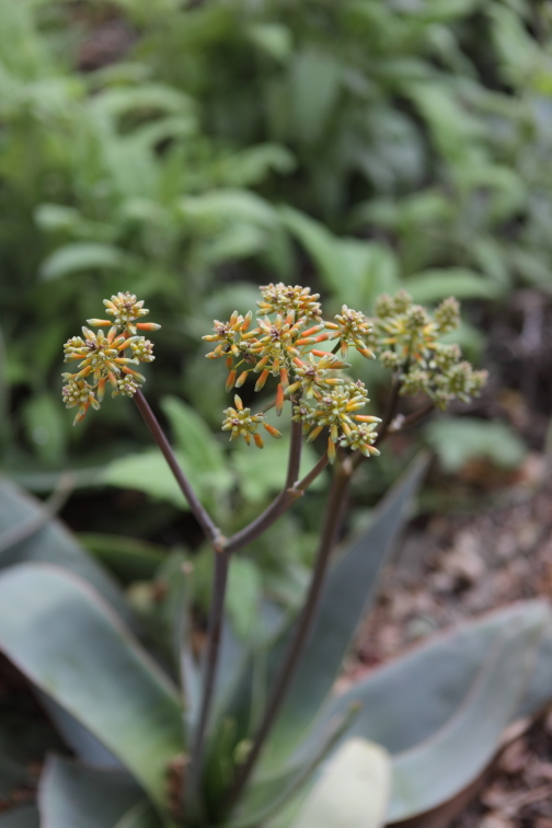 FormLA2016_Hamlin_Blooms_EarlyAloeSP