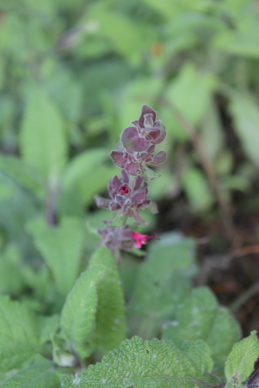 FormLA2016_Hamlin_Blooms_HummingbirdSagePreBloom