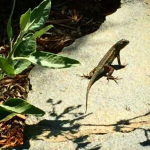 FormLA2016_IsaraPhotos07_WesternLizard