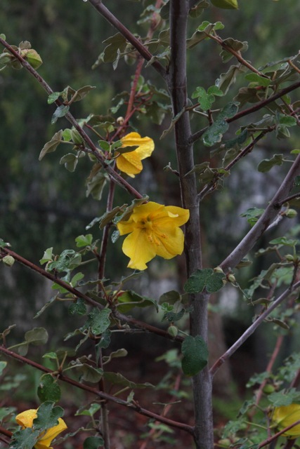 California flannelbush