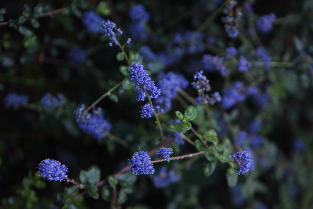 Ceanothus