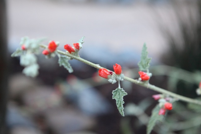 Desert Globemallow