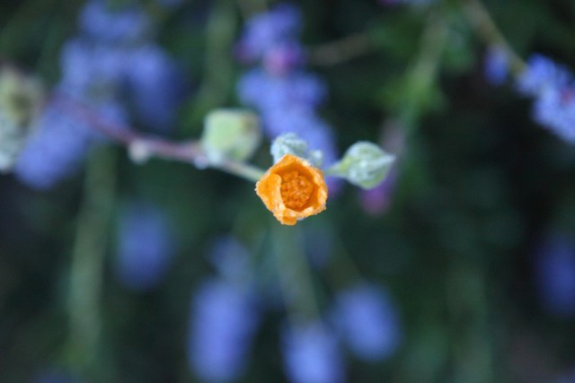 Indian Mallow