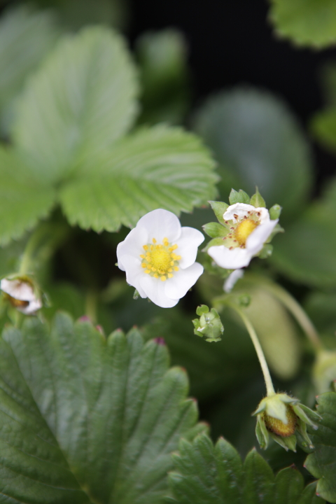 FormLA2016_Liftin_Blooms_BeachStrawberry