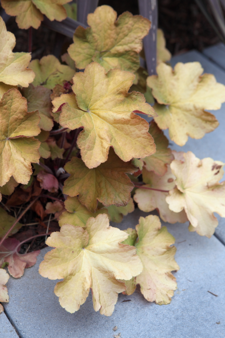 FormLA2016_Okamoto06_Blooms_YellowLeaves