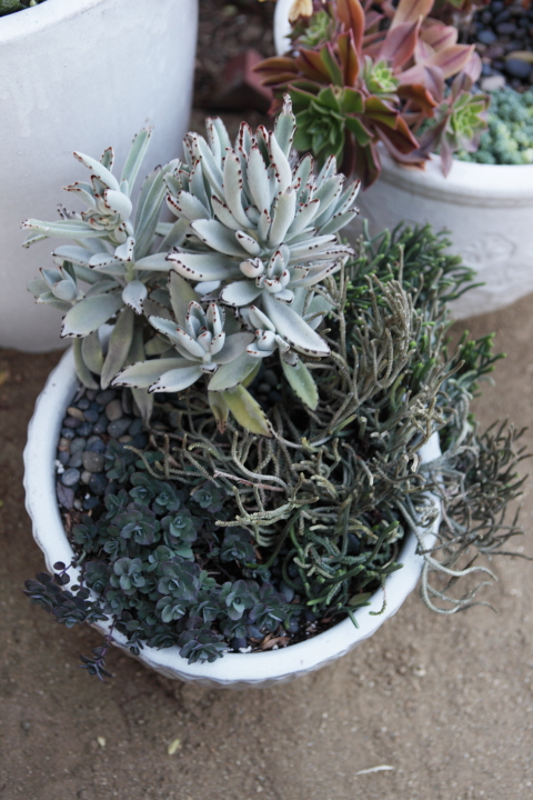 FormLA2016_PSCH2013_Blooms_ContainedGreySucculents