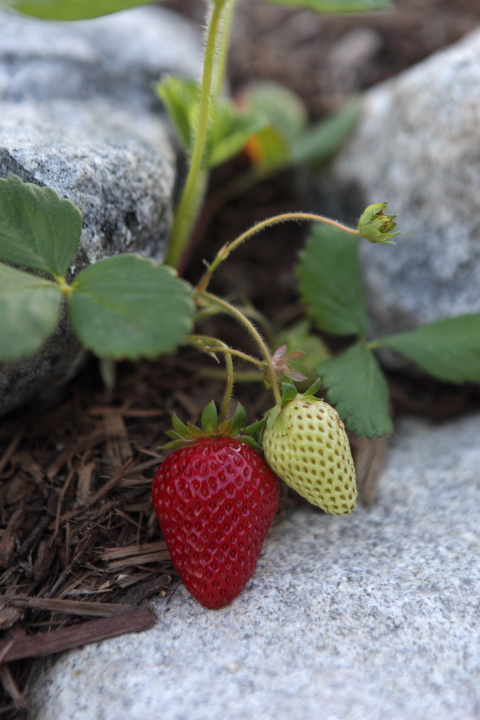 FormLA2016_PSCH2013_Blooms_Edible_StrawberryRipe