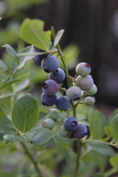 FormLA2016_PSCH2013_Blooms_Edibles_Blueberries