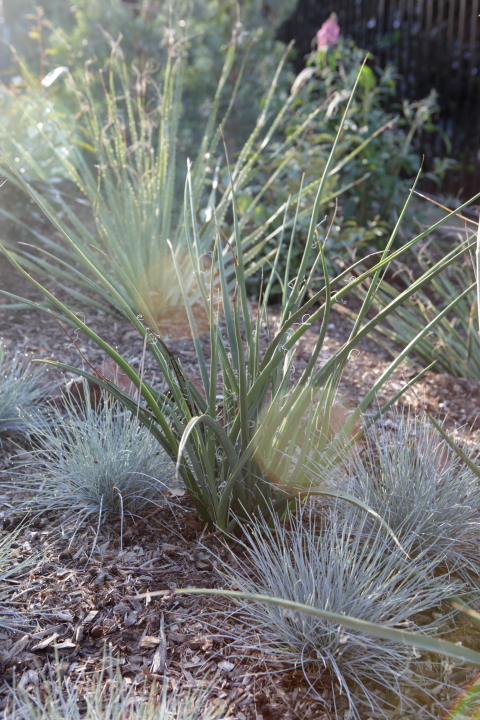 FormLA2016_PSCH2013_Blooms_OrnamentalGrasses