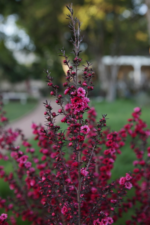 FormLA2016_PSCH2013_Blooms_TeaTree