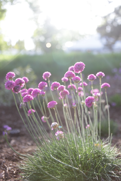 FormLA2016_PSCH2013_Blooms_Thrift?Blurry