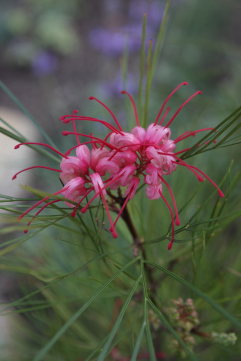 Bioswale Bloom