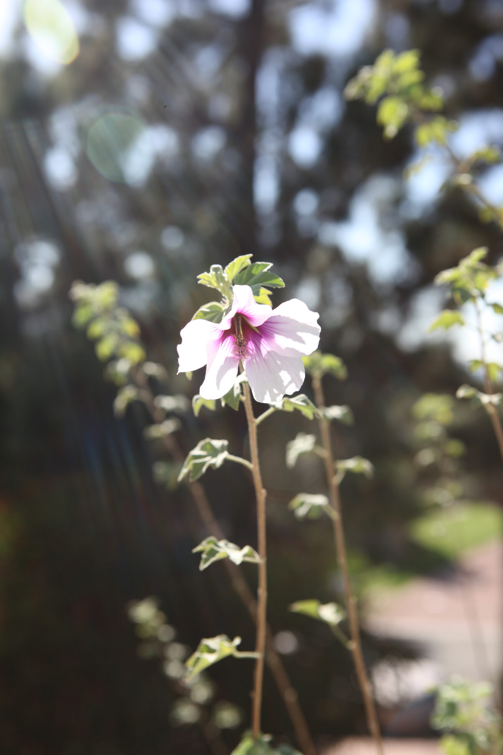 FormLA2016_Pavri_Blooms_PurpleCenterandStemenWhiteBloom