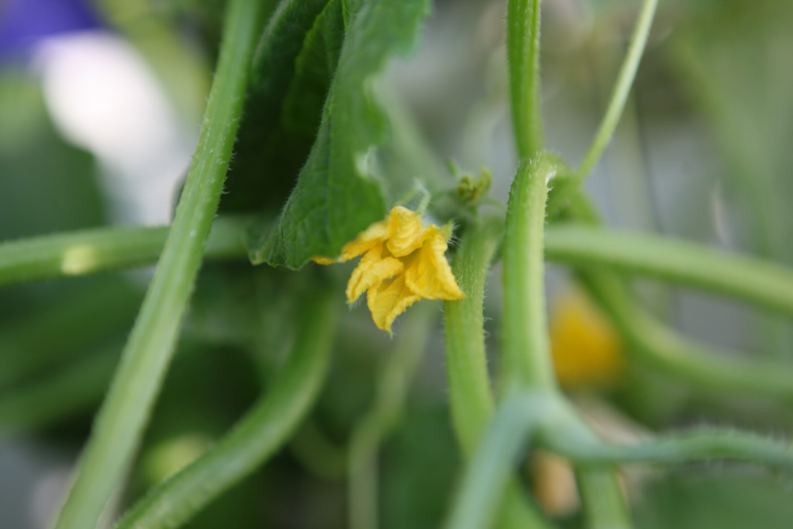 FormLA2016_Pavri_Blooms_Squash?Yellow