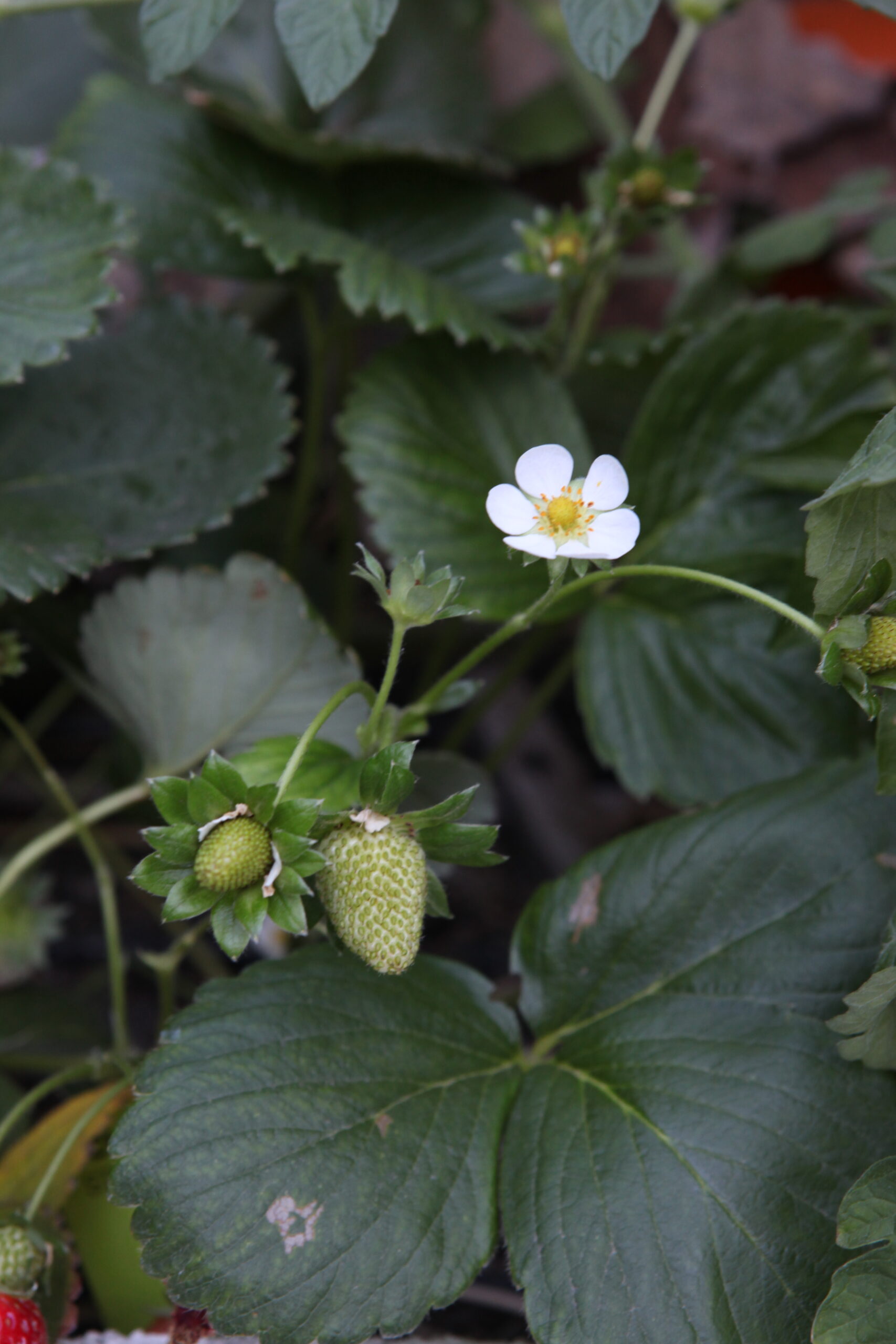 FormLA2016_Pavri_Blooms_Strawberry