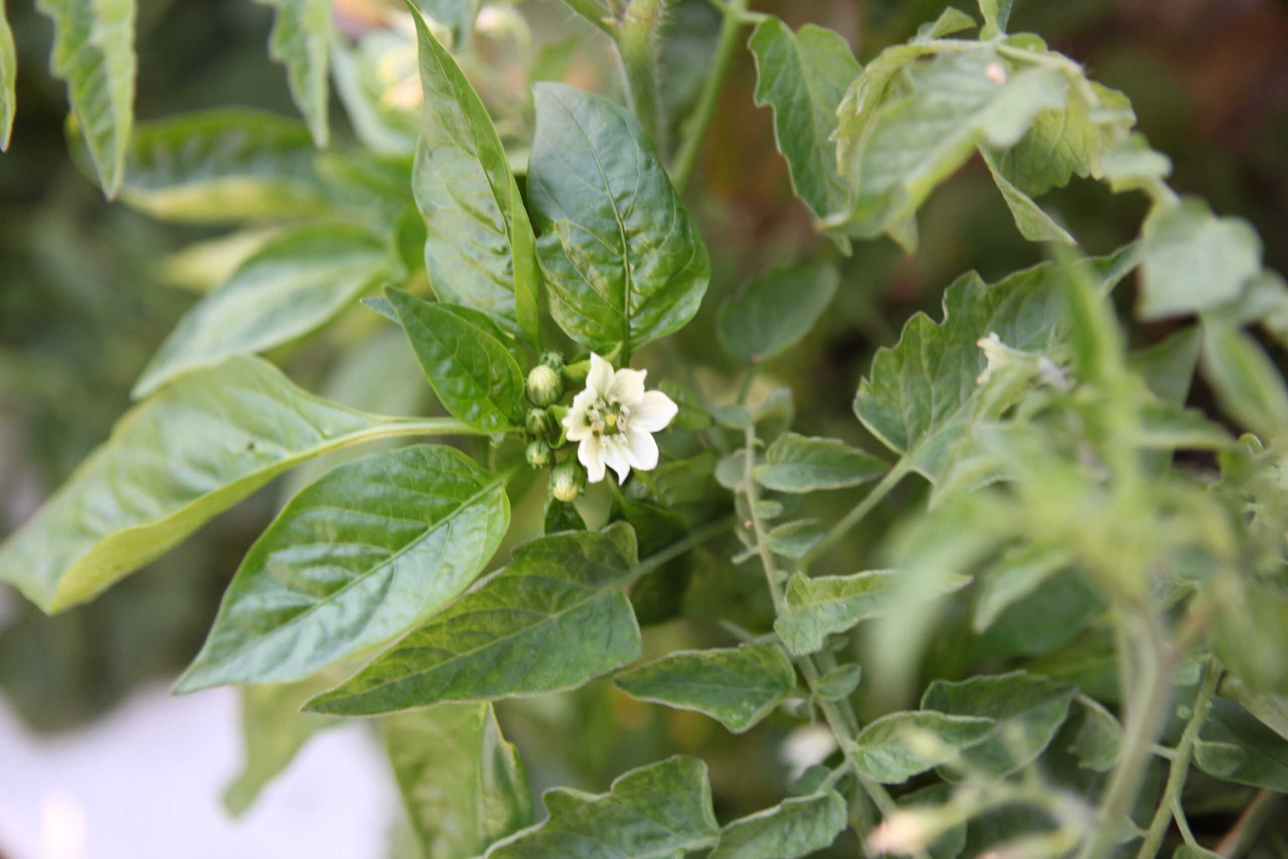 FormLA2016_Pavri_Blooms_WhiteBuds