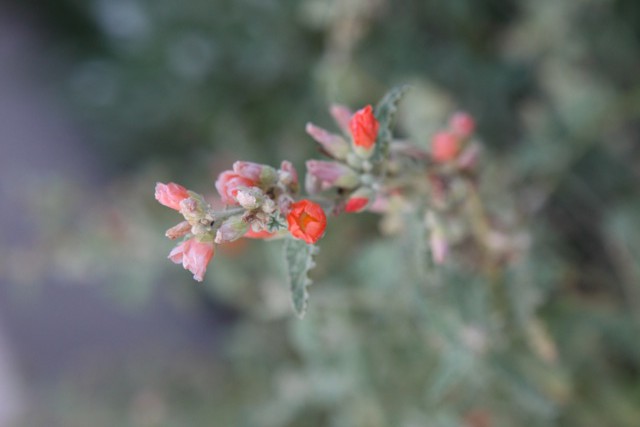 Desert Globemallow