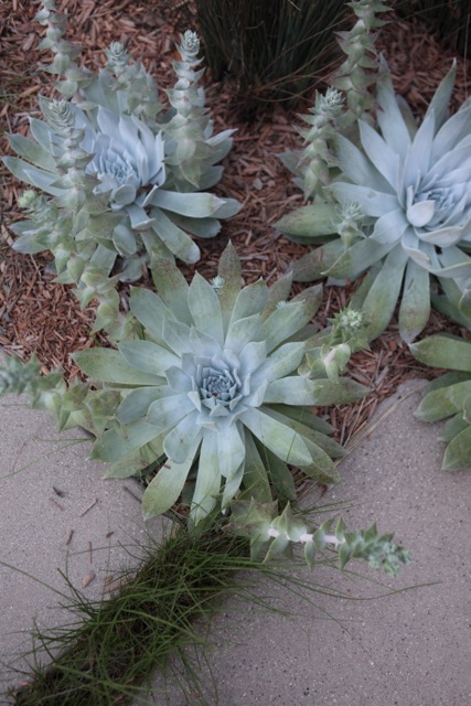 Dudleya Live Forever