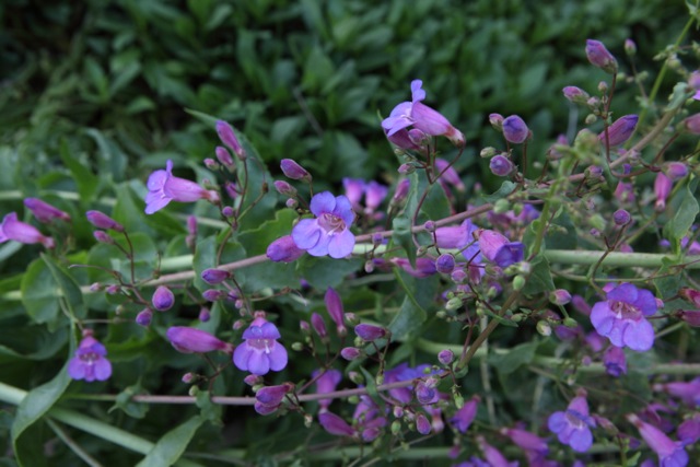 Penstemon spectabilis, Showy Penstemon