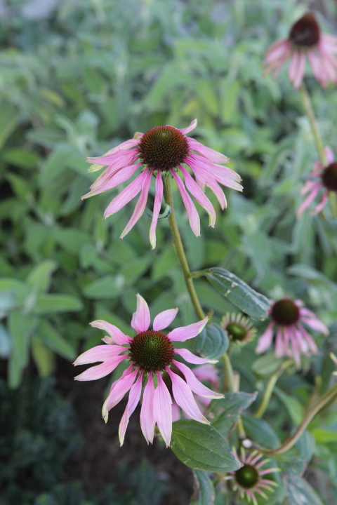 FormLA2016_Rosen_Blooms_ConeFlower?