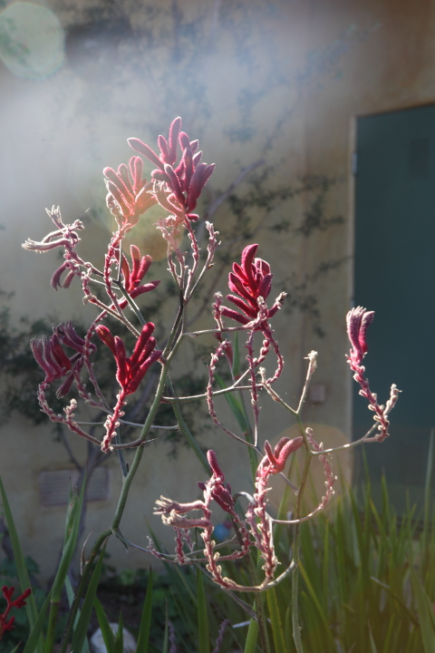 FormLA2016_Rosen_Blooms_RedKangarooPaw