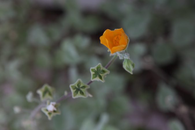 FormLA2016_Sanchez_Blooms_DesertGlobemallow?