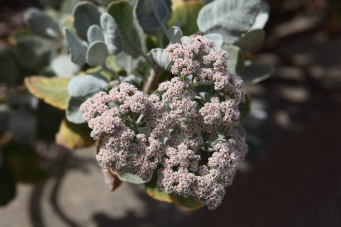 FormLA2016_Sanchez_Blooms_NotBuckwheat?