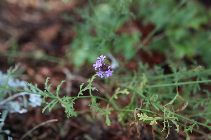 FormLA2016_Sanchez_Blooms_Verbena?