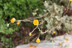 FormLA2016_Sanchez_Blooms_YellowDessertGlobemallow